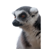 Lemurien
