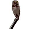 la chouette