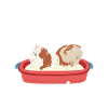 Funny guinea pig saying