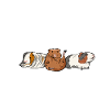 Guinea pig