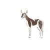 Funny zookeeper okapi lover