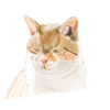 Illustration Katze