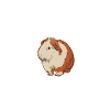 Cochon d’Inde Papa