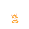 Cochon d’Inde Maman Maman