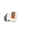 Dear guinea pigs
