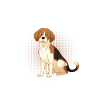 Chien Beagle