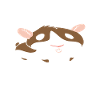 Cochon d’Inde Jeu de mots