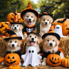 Halloween puppies