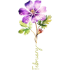 Detailed illustration of February Flower