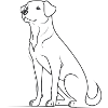 Dog Elegance Lines