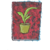 Dracaena Pflanze