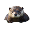 Otter niedlich