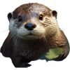 Cute otter with leaf
