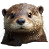 Sweet Otter