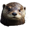 Otter looks cute