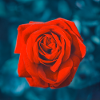Red rose