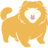 Chow Chow Dog