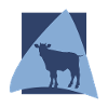 vaches laitières