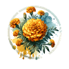Marigolds drawn