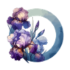Irises drawn