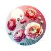 Ranunculus drawn
