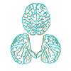 Brain