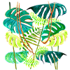 forêt tropicale monstera