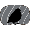 Bird, Wings, Bird Watching