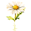 Spring Daisy with April Lettering