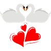 Swan love