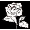 Ashes Rose
