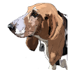 Basset