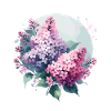 Lilac drawn