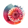 Gerbera drawn