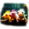 Axolotl