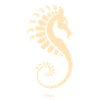 Un hippocampe