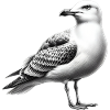 Mouette