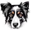 Australian Shepherd