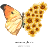 Metamorphosis