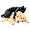 Black cat and golden retriever