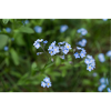 Forget-me-not