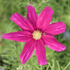 Fleur de Cosmee