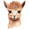 Super beautiful alpaca / llama smiling at the camera