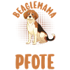 Dog Beagle
