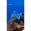 BlueCrap