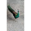Nicebird