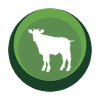 Vache Bull Bovins