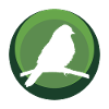 Parakeet, Animal, Bird Watching