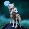 Loups blancs / Deux loups blancs
