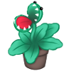 Plante carnivore